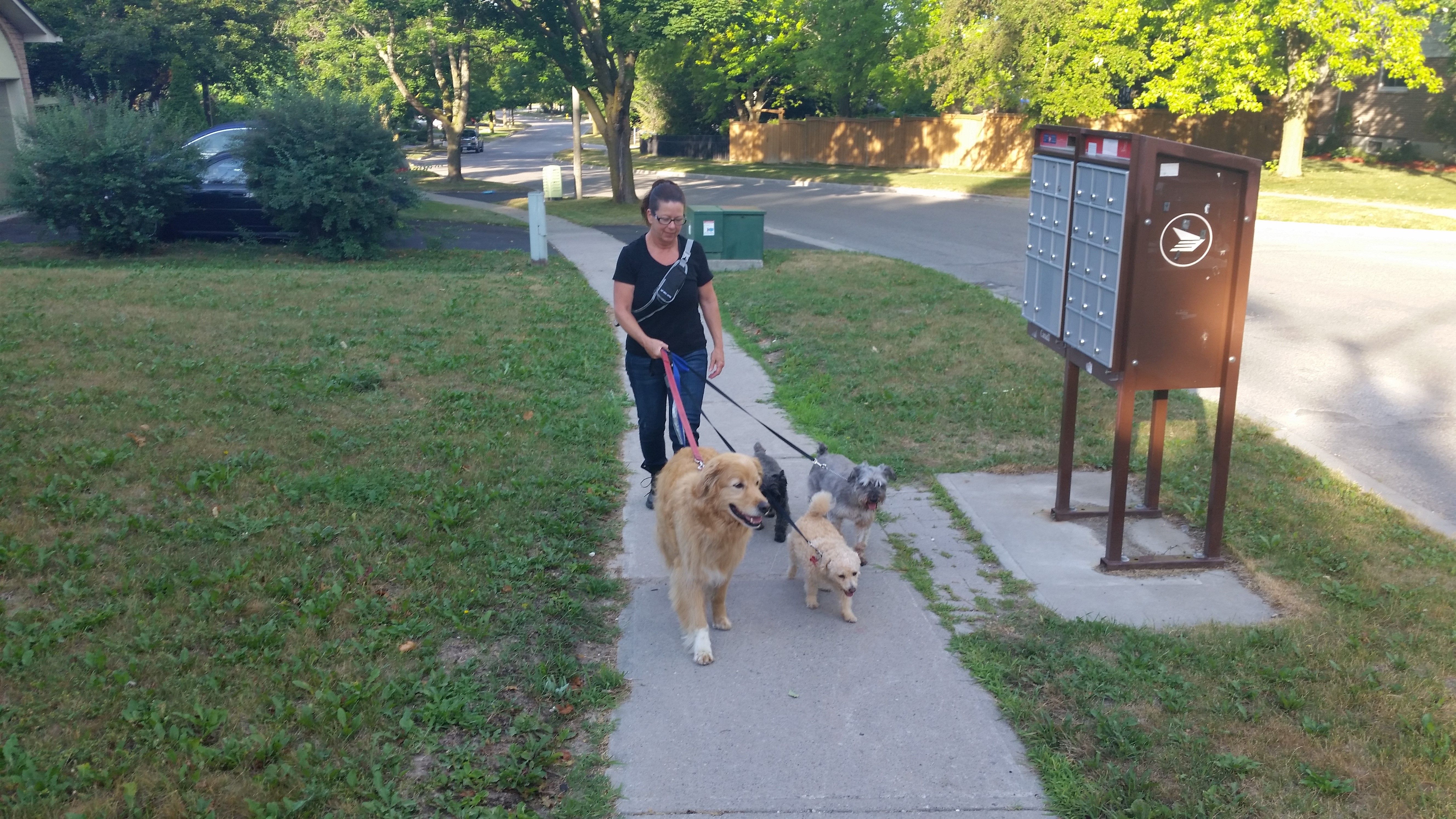 Walking Your Buddy – The Importance of Dog Walking