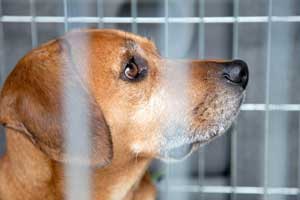 To Crate or Not To Crate?