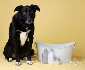 De-Skunking Your Dog