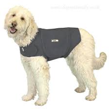 Your Pet’s Fear of Thunderstorms