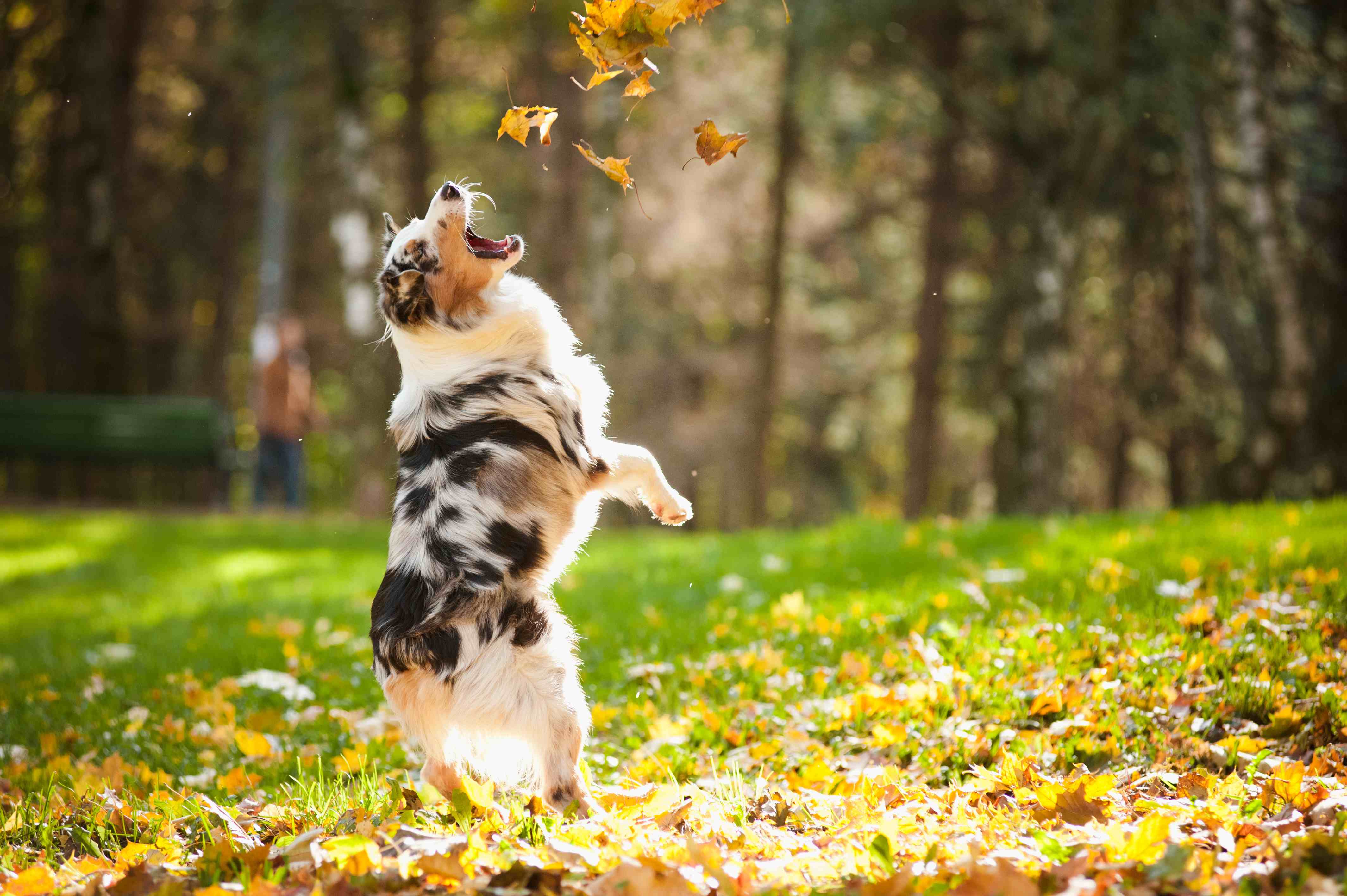Pet-Ternal Instincts – The Beginning of Fall