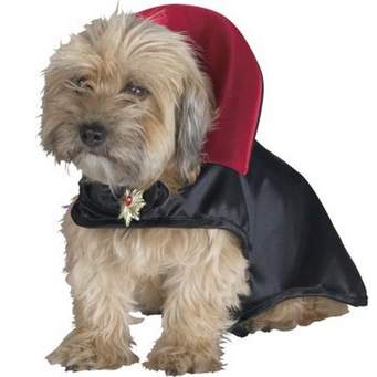 Halloween – Keeping Your Pet Safe