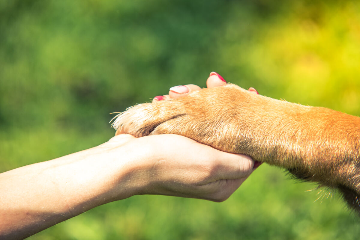 4 Sure Signs Your Dog Trusts You