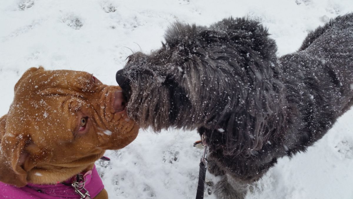 Frigid Temperatures