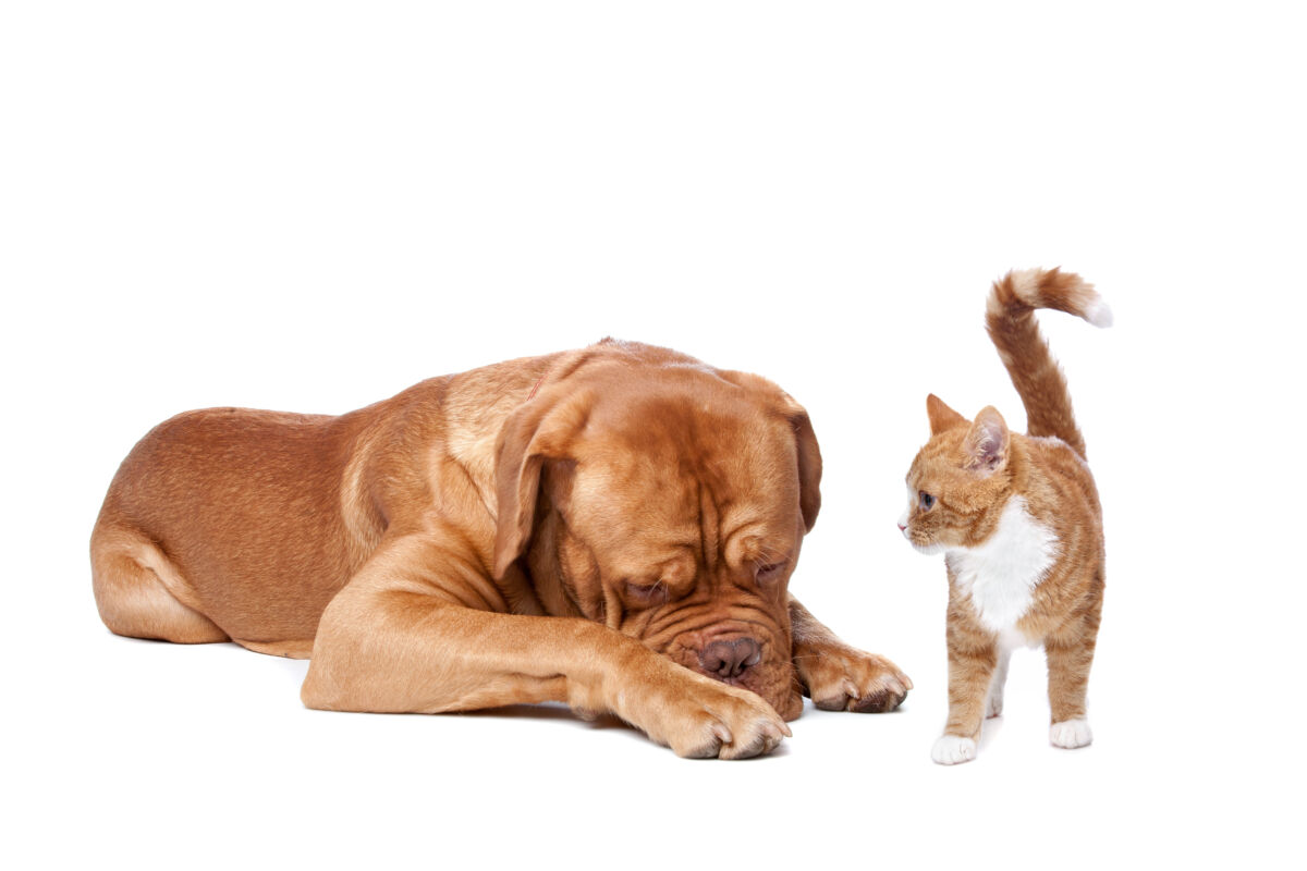 Fix Your Pet Month: Why is this so important?