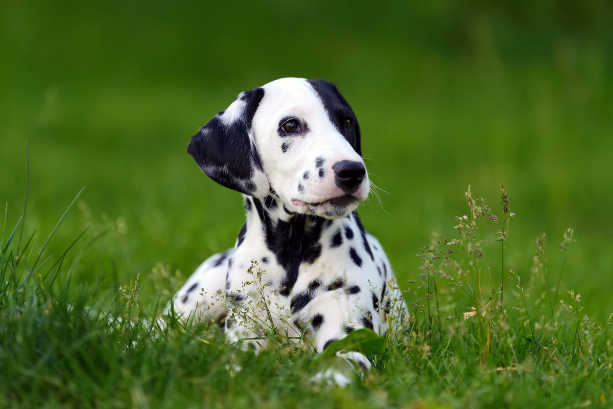 Rescue Dogs Are In Heaven