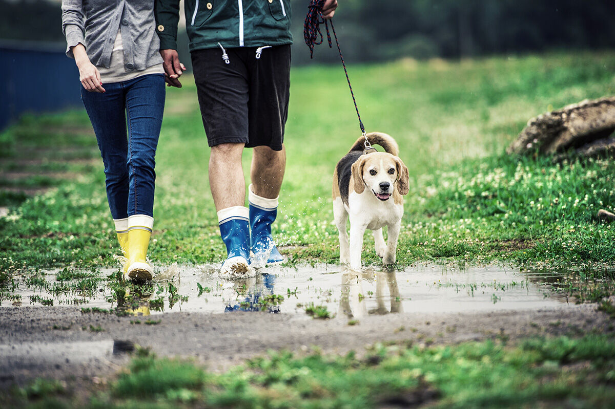 How owning a dog could improve your health