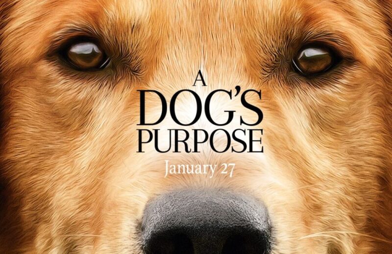 A Dogs purpose image