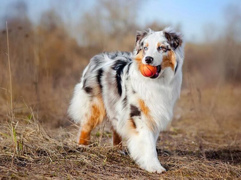 Australian-Shepherd.1 Australian-Shepherd.1