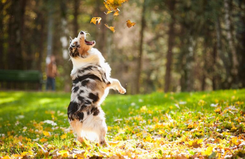 DPC-autumn-leaves.jpg