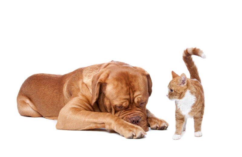 A big dog and a small cat in front of a white background