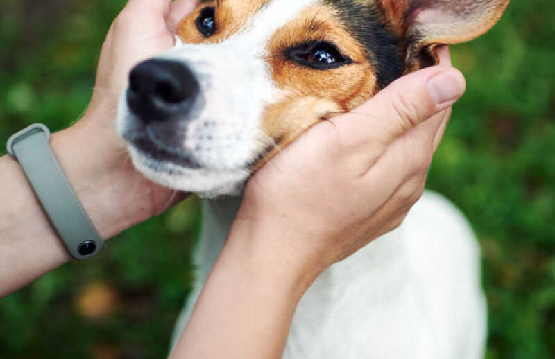 crop-hands-petting-dog-SRW7FMP.jpg