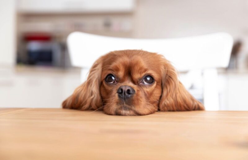 cute-dog-behind-the-kitchen-table.jpg