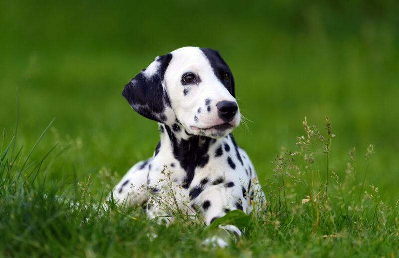 dalmatian-dog-outdoors-in-summer-PU6962N.jpg