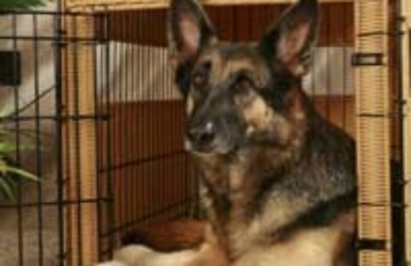 dog in crate.jpg