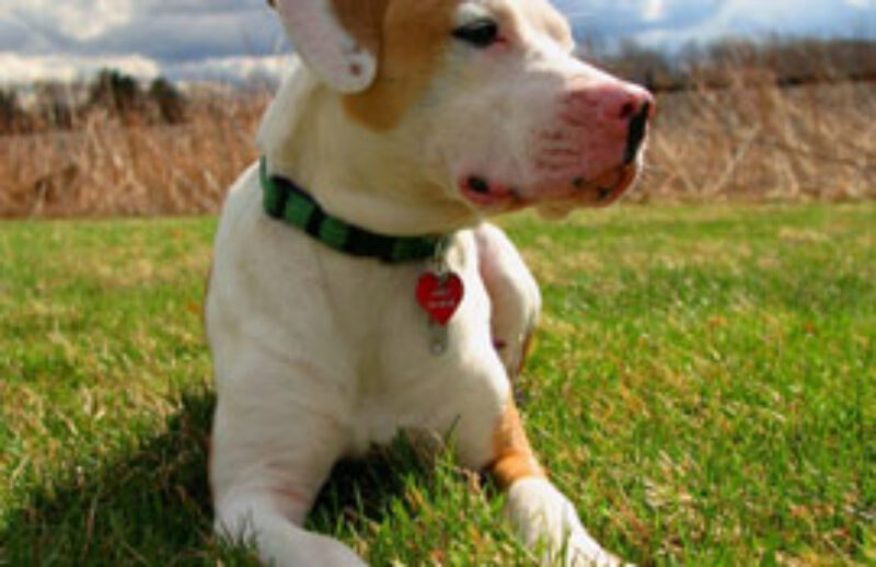 dog tick.jpg
