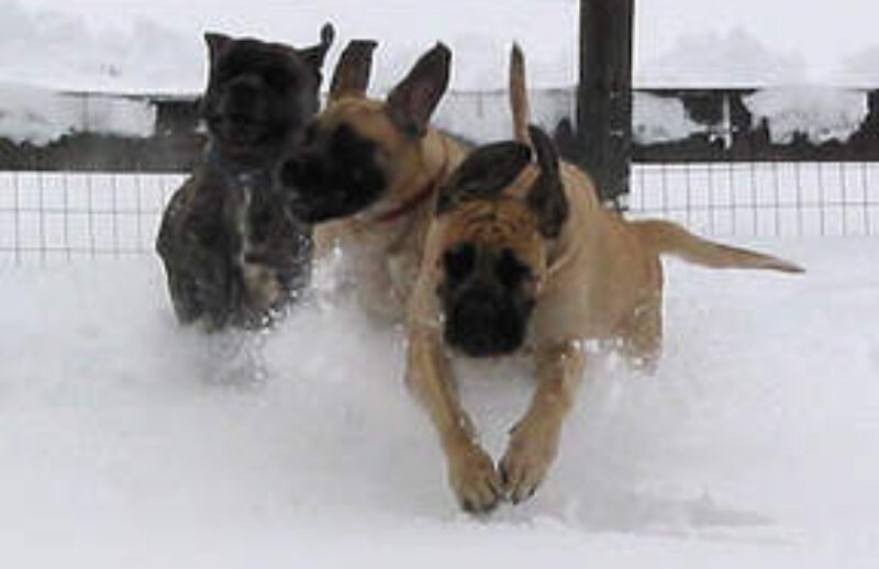 dogs in snow.jpg