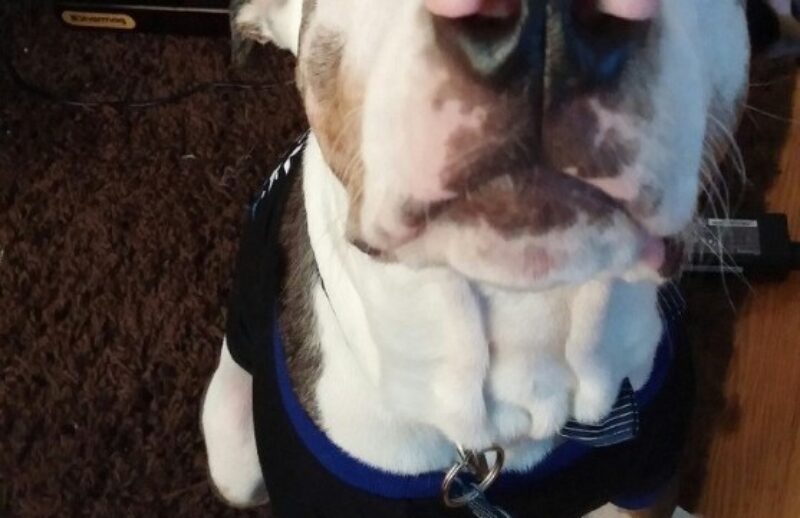 dogs nose.jpg