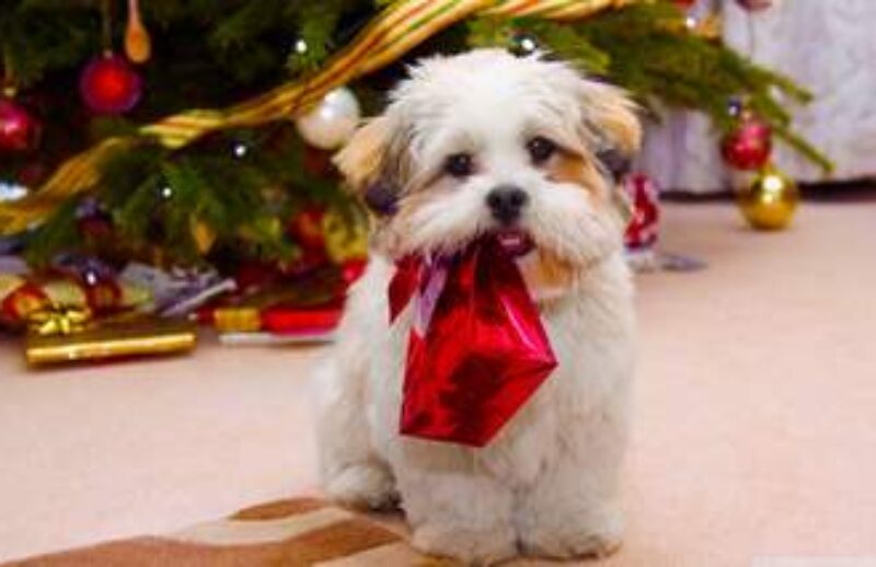 dogxmas.jpg