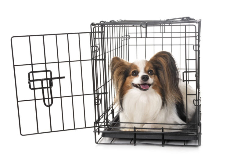 little dog and cage in front of white background