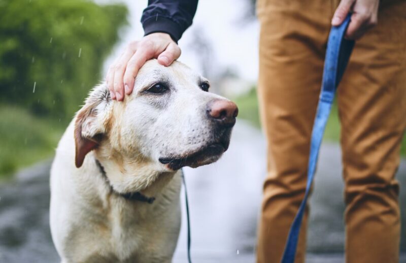 Wet dog on leash. Man walking with labrador retriever in rain.