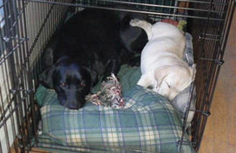 puppies in crate.jpg