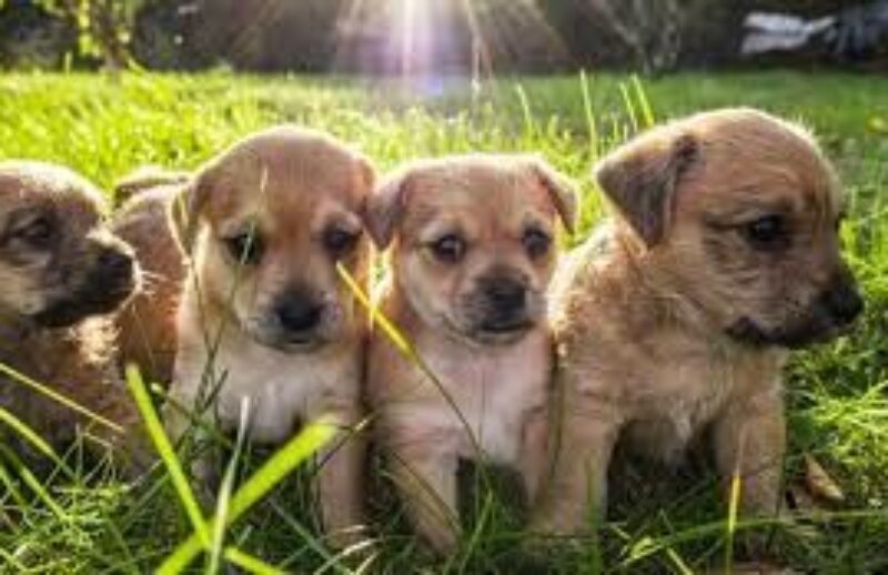 puppies