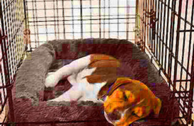 puppy.jpg