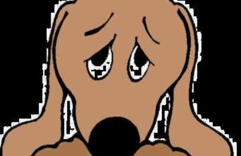 sad dog.jpg