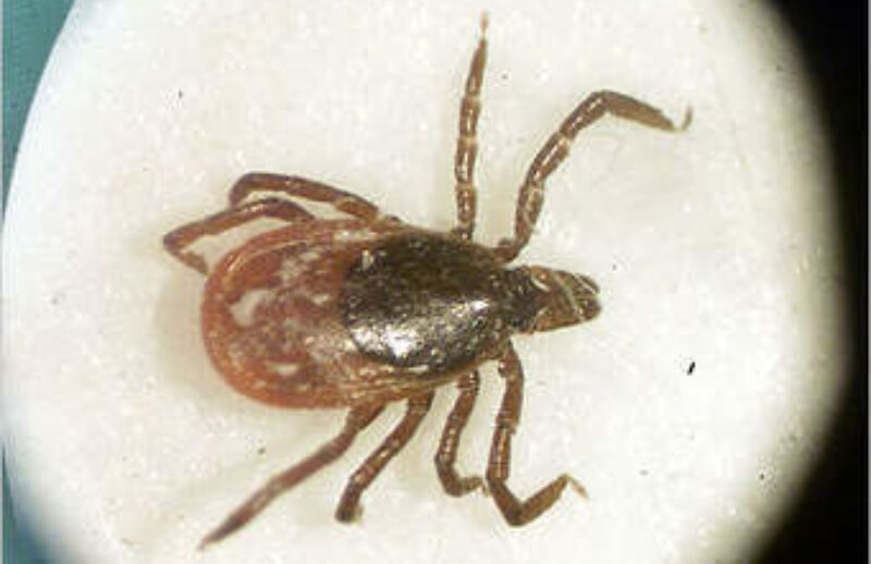 tick.jpg