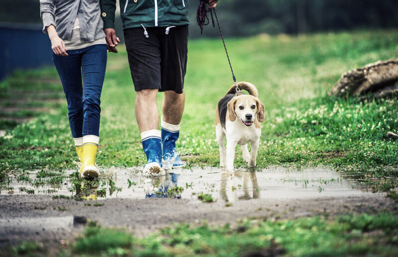 young-couple-walk-dog-in-rain-PYF7W7R.jpg